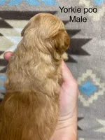 cooper, a male Yorkipoo for sale in Laurel, MS – Photo 2 of 2