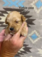 cooper, a male Yorkipoo for sale in Laurel, MS – Photo 1 of 2