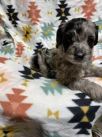 LARRY, a male Cockapoo for sale in Laurel, MS – Photo 2 of 5
