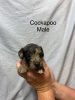 LARRY, a male Cockapoo for sale in Laurel, MS – Photo 4 of 5