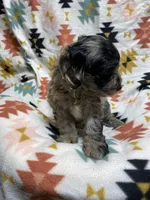 LARRY, a male Cockapoo for sale in Laurel, MS – Photo 3 of 5