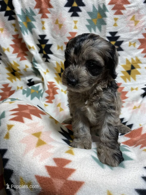 LARRY, a male Cockapoo for sale in Laurel, MS – Photo 1 of 5