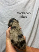 LARRY, a male Cockapoo for sale in Laurel, MS – Photo 5 of 5