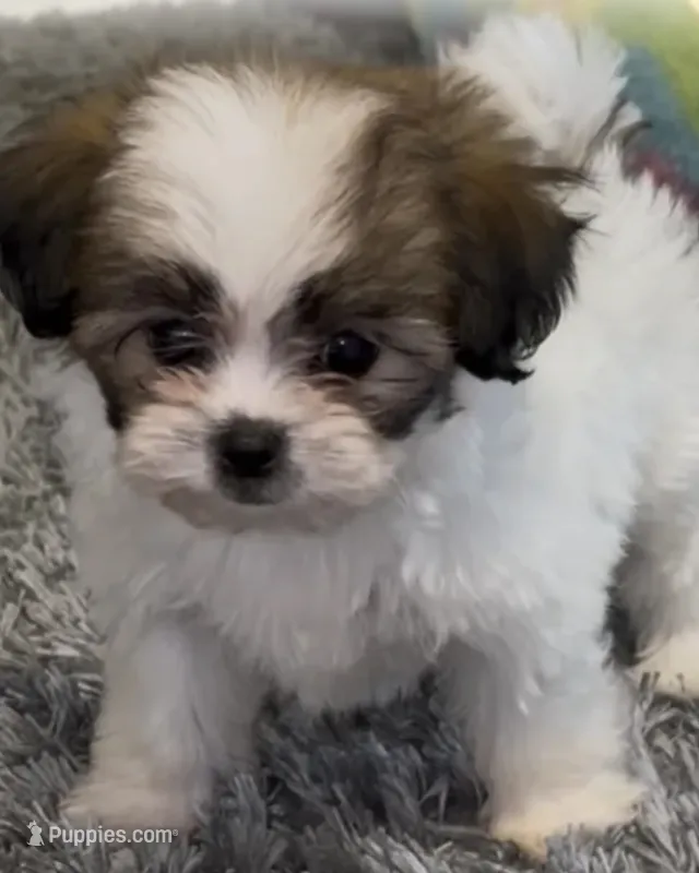 Miss Prius – Pekingese, Shih Tzu puppy for sale in Laurel, MS