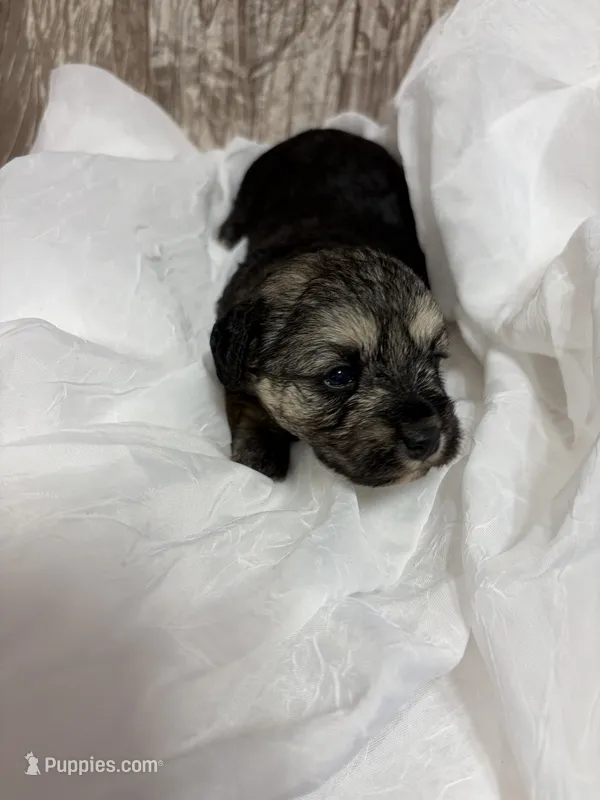 Lilly – Yorkipoo puppy for sale in Laurel, MS