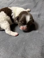 Rex, a male Shihpoo for sale in Laurel, MS – 2 of 2