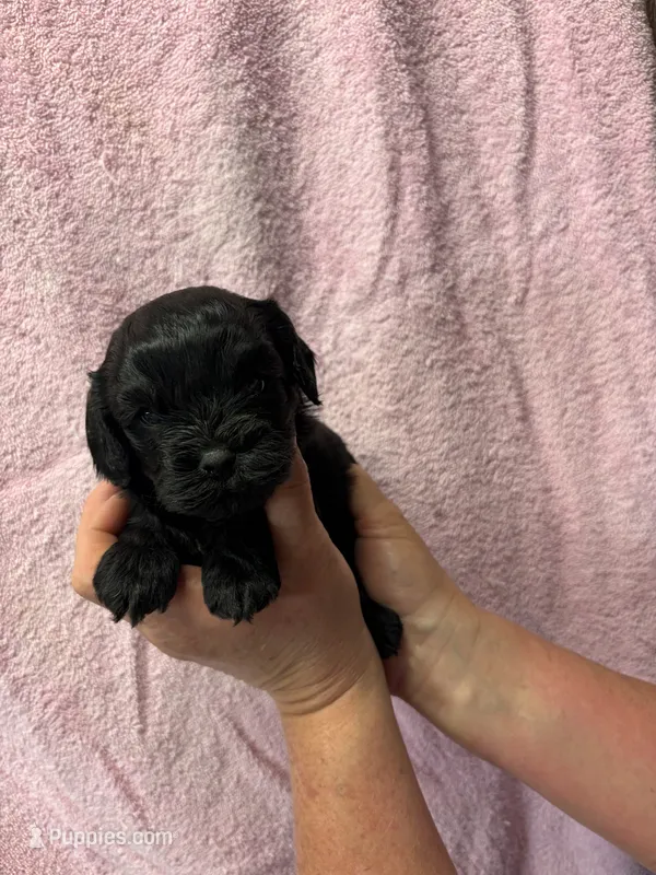 Cassie – Cavapoo puppy for sale in Laurel, MS