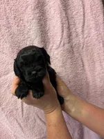 Cassie, a female Cavapoo for sale in Laurel, MS – 1 of 2