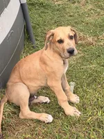 Aloysius , a male Great Dane for sale in Texas City, TX – 1 of 10