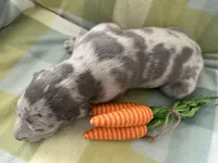 Januarius , a male Great Dane for sale in Texas City, TX – Photo 4 of 8