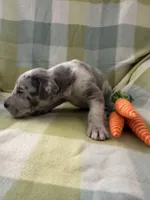 Januarius , a male Great Dane for sale in Texas City, TX – Photo 3 of 8