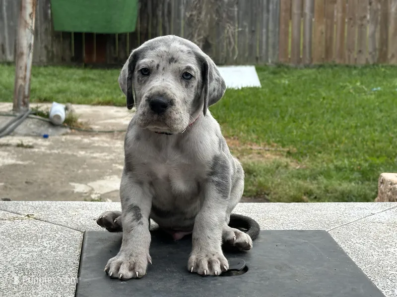 Januarius  – Great Dane puppy for sale in Texas City, TX
