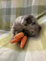 Januarius , a male Great Dane for sale in Texas City, TX – Photo 5 of 8