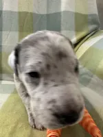 Januarius , a male Great Dane for sale in Texas City, TX – Photo 6 of 8