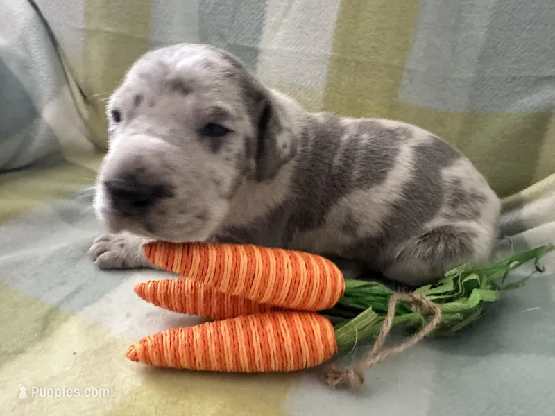 Januarius  – Great Dane puppy for sale in Texas City, TX