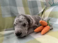 Januarius , a male Great Dane for sale in Texas City, TX – Photo 2 of 8