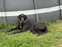 Thaddeus , a male Great Dane for sale in Texas City, TX – 10 of 10