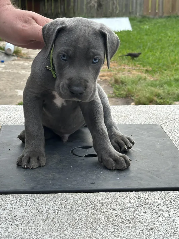 Thaddeus  – Great Dane puppy for sale in Texas City, TX