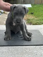 Thaddeus , a male Great Dane for sale in Texas City, TX – 2 of 10