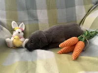 Thaddeus , a male Great Dane for sale in Texas City, TX – Photo 5 of 6