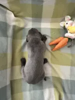 Thaddeus , a male Great Dane for sale in Texas City, TX – Photo 1 of 6