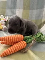 Thaddeus , a male Great Dane for sale in Texas City, TX – Photo 2 of 6