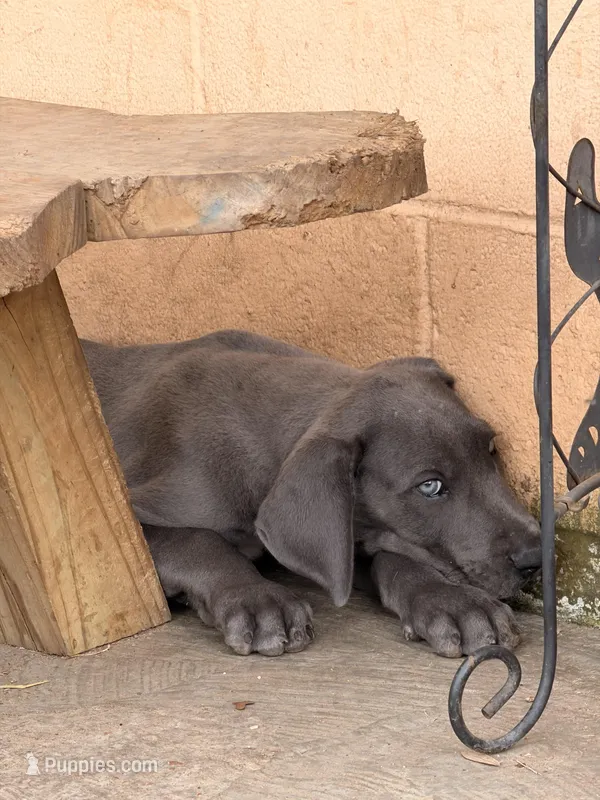 Thaddeus  – Great Dane puppy for sale in Texas City, TX