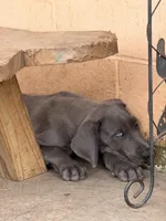 Thaddeus , a male Great Dane for sale in Texas City, TX – 1 of 10