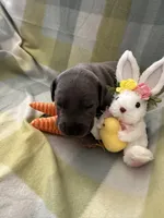 Thaddeus , a male Great Dane for sale in Texas City, TX – Photo 3 of 6