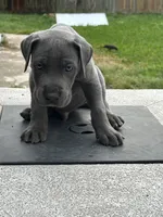 Thaddeus , a male Great Dane for sale in Texas City, TX – 3 of 10