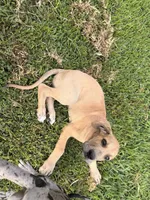 Aloysius , a male Great Dane for sale in Texas City, TX – 10 of 10