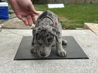 Rose, a female Great Dane for sale in Texas City, TX – 3 of 10