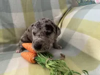 Rose, a female Great Dane for sale in Texas City, TX – Photo 2 of 7