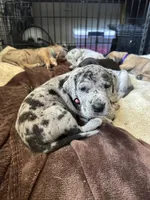 Rose, a female Great Dane for sale in Texas City, TX – Photo 7 of 7