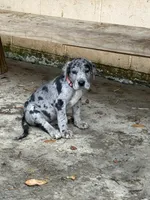Rose, a female Great Dane for sale in Texas City, TX – 2 of 10