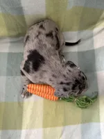 Rose, a female Great Dane for sale in Texas City, TX – Photo 3 of 7