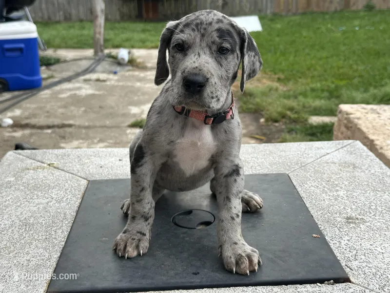 Rose – Great Dane puppy for sale in Texas City, TX