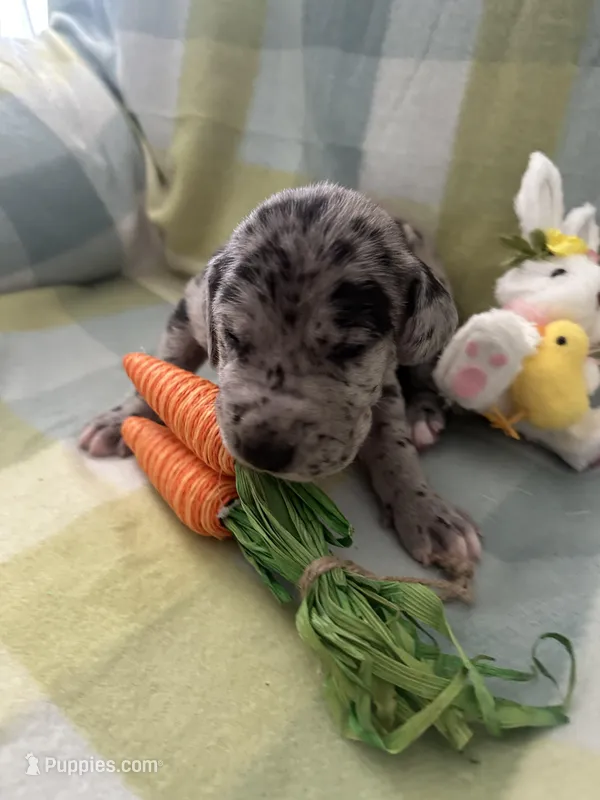 Rose – Great Dane puppy for sale in Texas City, TX