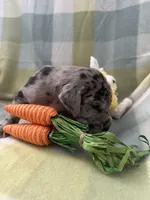 Rose, a female Great Dane for sale in Texas City, TX – Photo 4 of 7