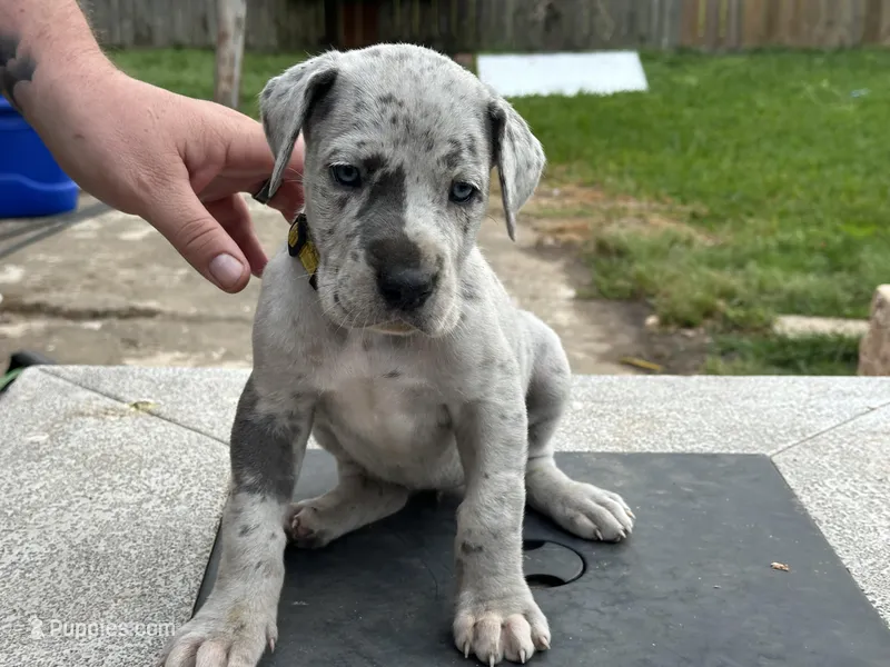 Therese – Great Dane puppy for sale in Texas City, TX