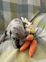 Therese, a female Great Dane for sale in Texas City, TX – Photo 2 of 5