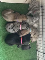 Therese, a female Great Dane for sale in Texas City, TX – Photo 3 of 5