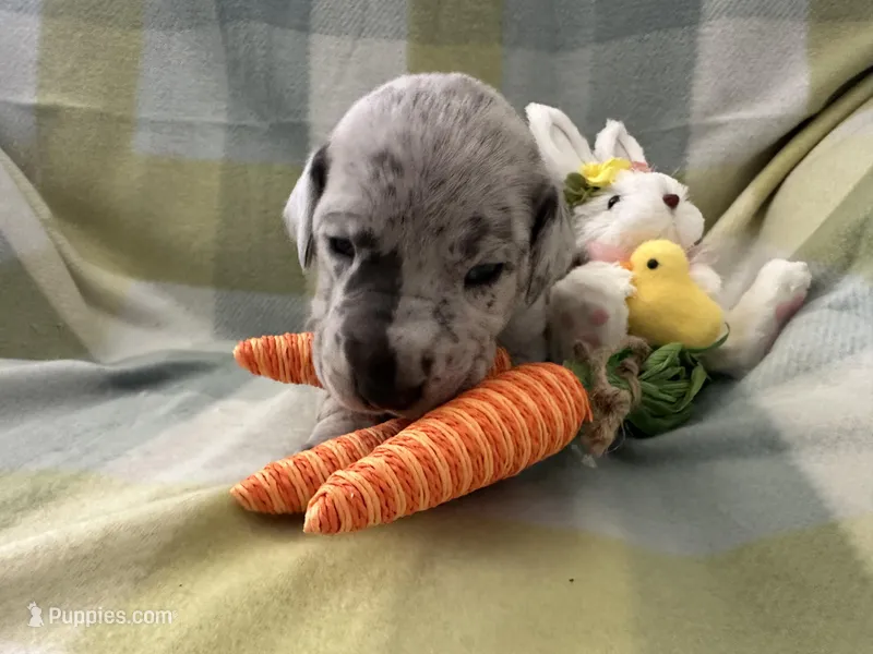 Therese – Great Dane puppy for sale in Texas City, TX