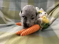 Therese, a female Great Dane for sale in Texas City, TX – Photo 1 of 5