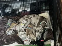 Therese, a female Great Dane for sale in Texas City, TX – Photo 5 of 5