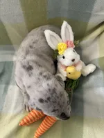 Therese, a female Great Dane for sale in Texas City, TX – Photo 4 of 5