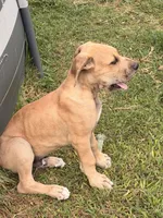 Aloysius , a male Great Dane for sale in Texas City, TX – 2 of 10