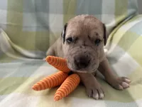 Aloysius , a male Great Dane for sale in Texas City, TX – Photo 1 of 5