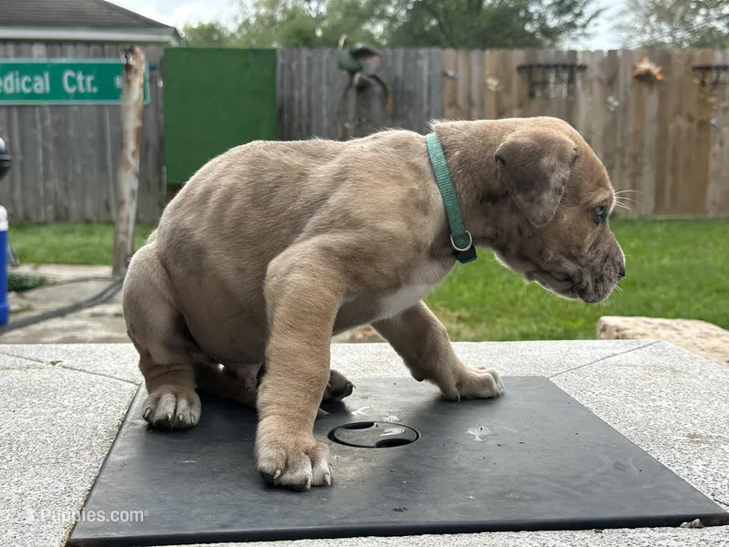 Aloysius  – Great Dane puppy for sale in Texas City, TX
