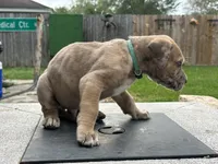 Aloysius , a male Great Dane for sale in Texas City, TX – 4 of 10